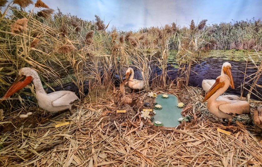 "The Danube Delta" Museum of Ecotourism, Tulcea, Romania, Romania